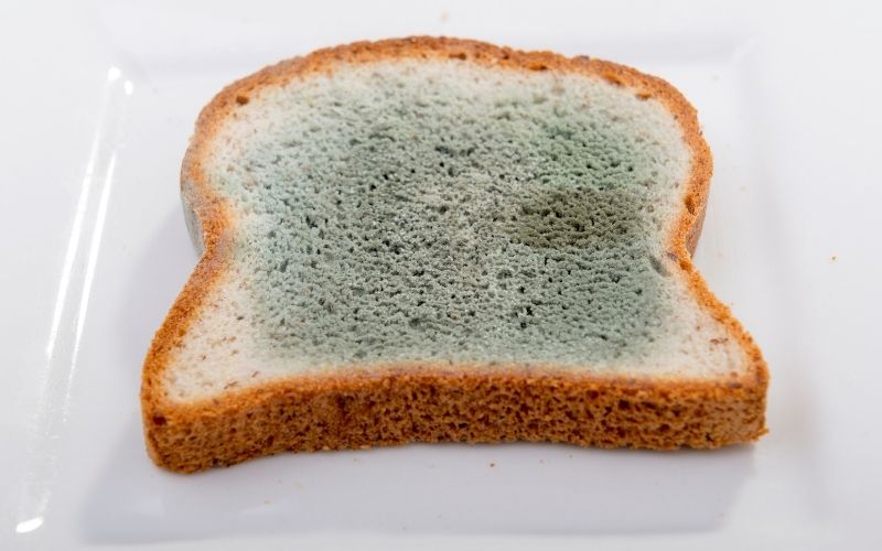 カビの生えた食パンの画像