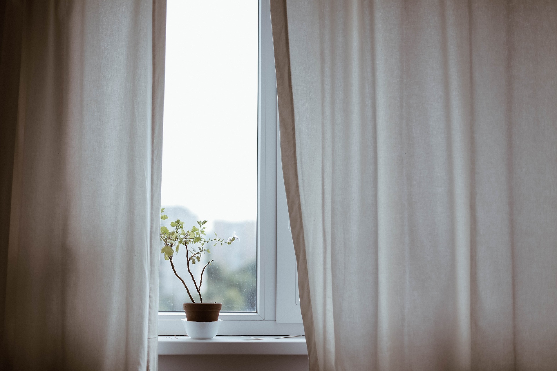 窓とカーテン、植物の画像