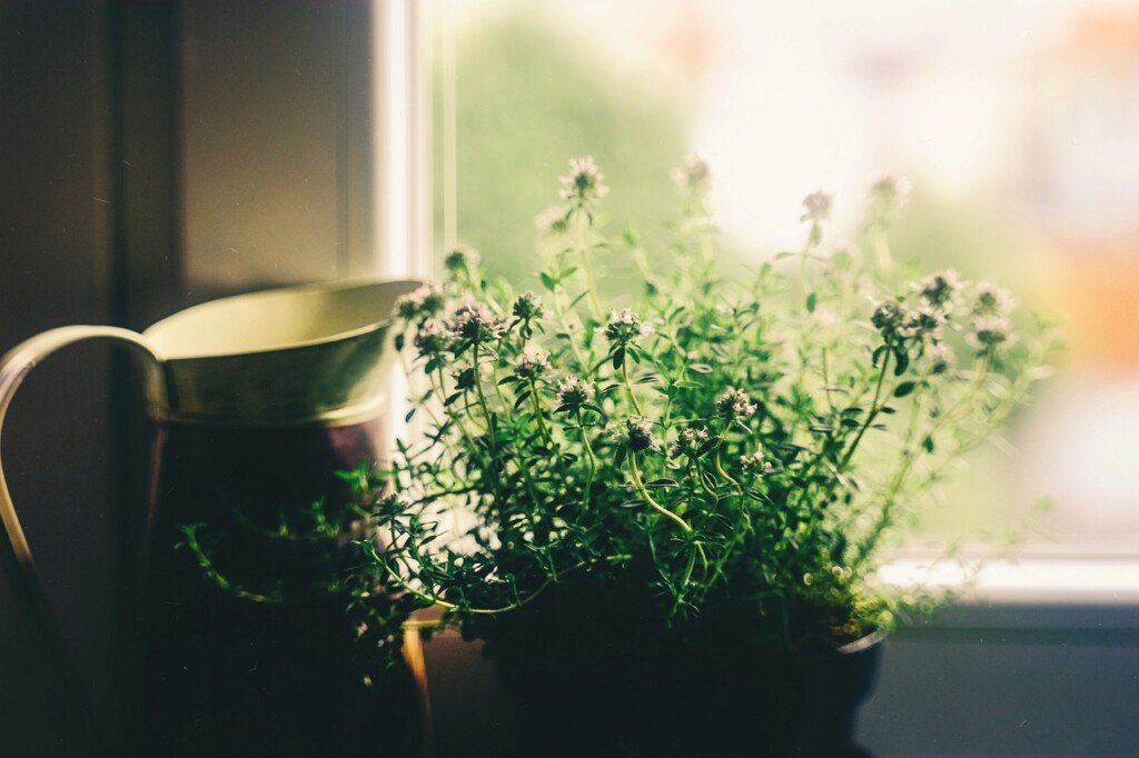 窓と植物の画像