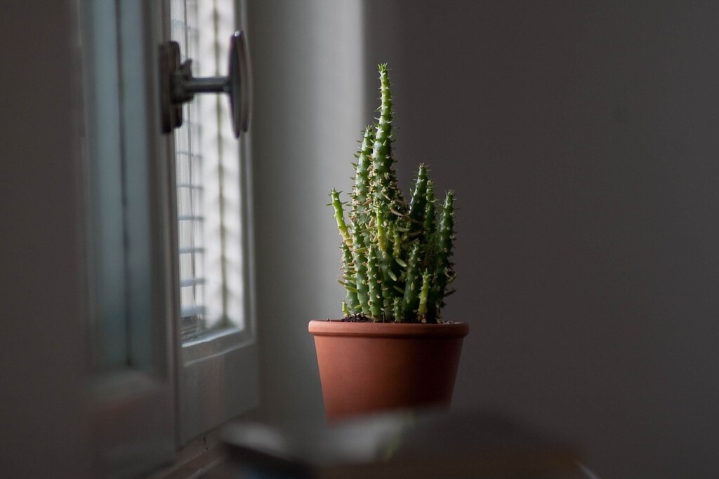 窓際の植物の画像